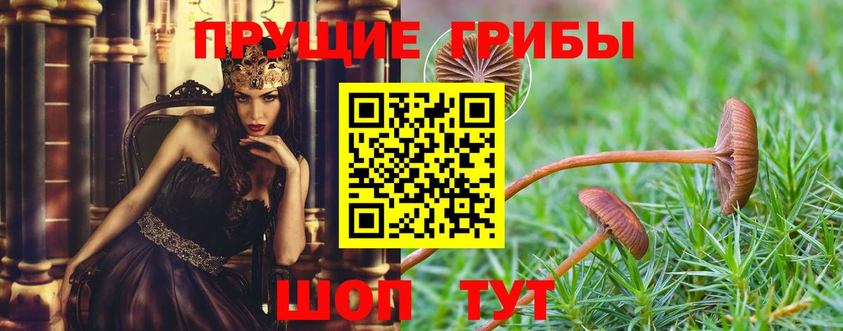 Ленинск-Кузнецкий  Псилоцибиновые грибы Cubensis  Вход с VPN 
